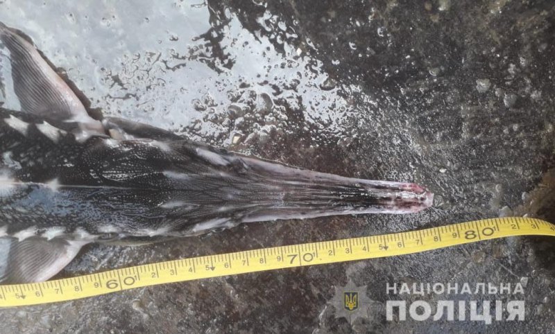 В Одесской области браконьеры выловили краснокнижных осетров: нарушителей задержали (фото, видео)