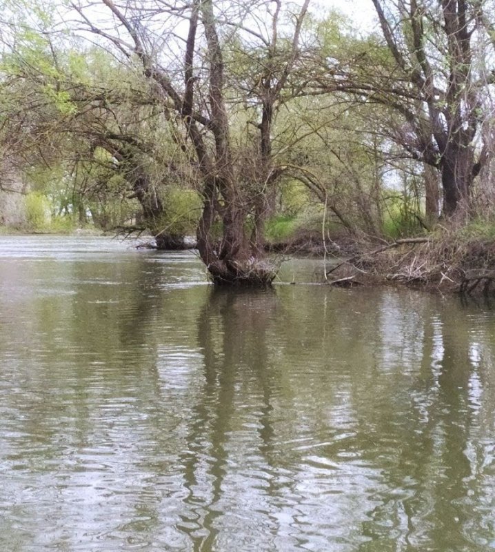 Нерест под угрозой: в низовье Днестра падает уровень воды (фото)