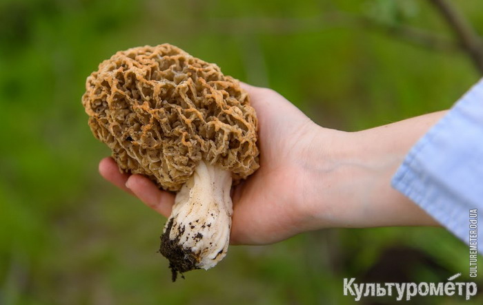 Под Одессой собирают огромные грибы (фото)