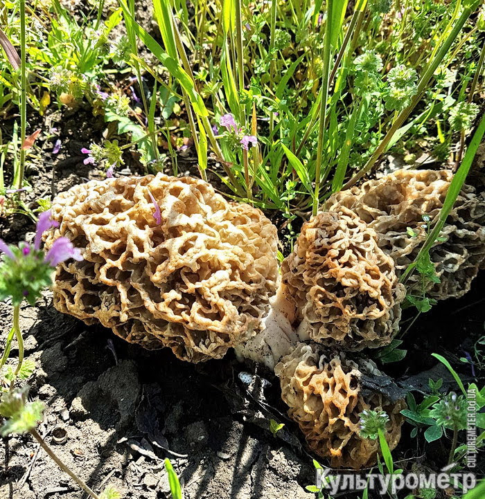 Под Одессой собирают огромные грибы (фото)