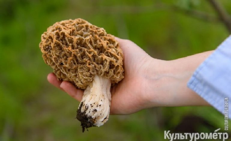 Под Одессой собирают гигантские грибы (фото)