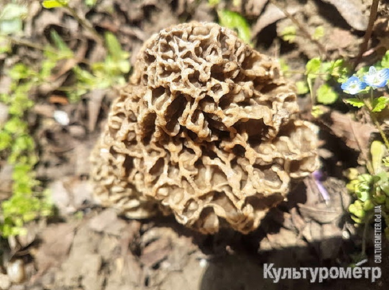Под Одессой собирают гигантские грибы (фото)