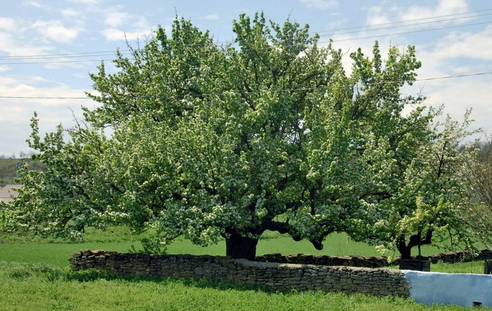 В Одесской области расцвела 300-летняя груша – самое старое дерево в регионе