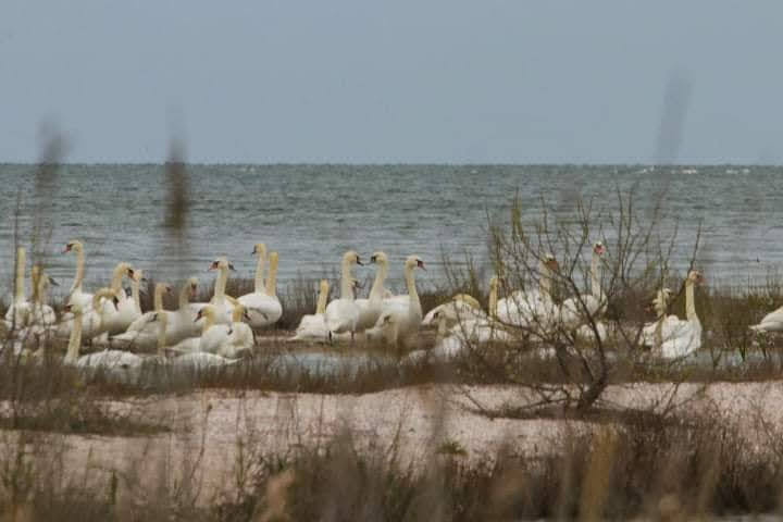 В Одесскую область прилетели сотни белых лебедей (фото)