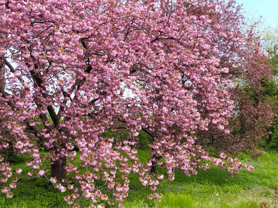 Цветение сакуры в ботаническом саду фото