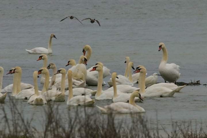 В Одесскую область прилетели 700 белых лебедей: они осели в Тузловских лиманах (фоторепортаж)