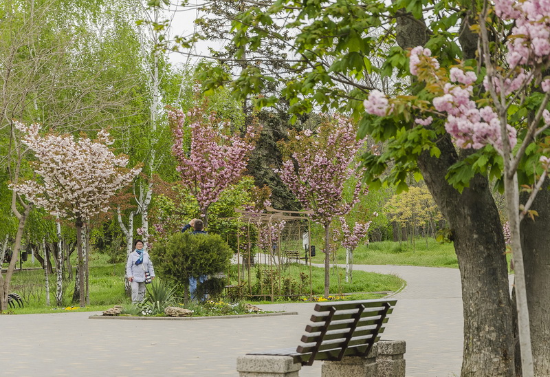 В Одессе в парке Победы зацвела сакура (фото)