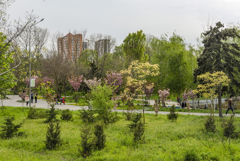 В Одессе в парке Победы зацвела сакура (фото)