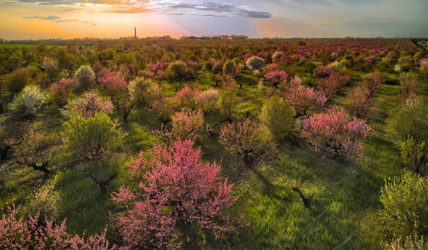 Цветение персика в Крыму