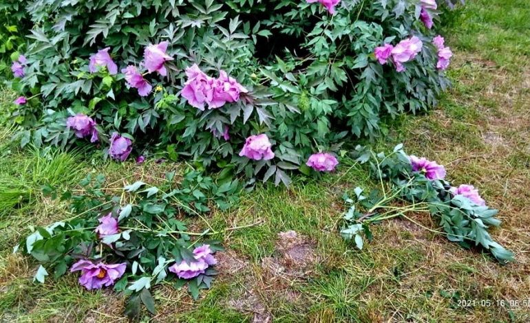 Посетители одесского ботанического сада обрывают растения ради фото