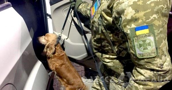 В паромном пункте пропуска в Одесской области служебная собака помогла обнаружить контрабанду сигарет (фото, видео)