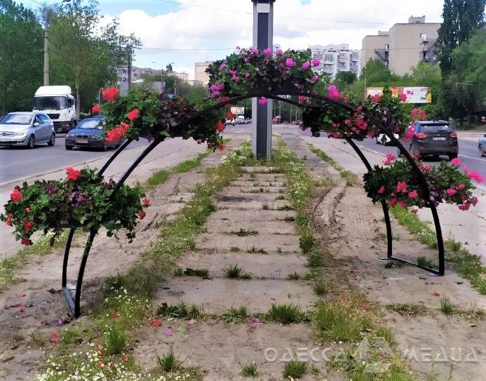700 000 летних цветов: одесский «Горзелентрест» украшает город (фоторепортаж)