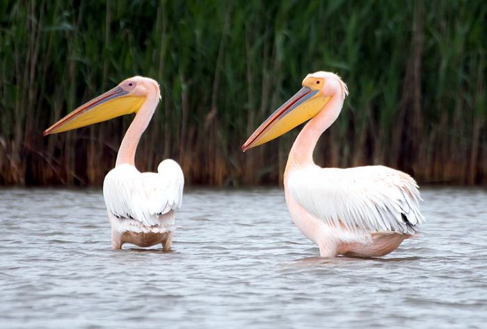 В Одесской области пересчитали пеликанов (фото)