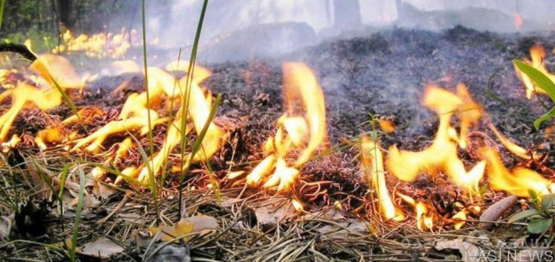 В Одесской области объявлен чрезвычайный уровень пожароопасности