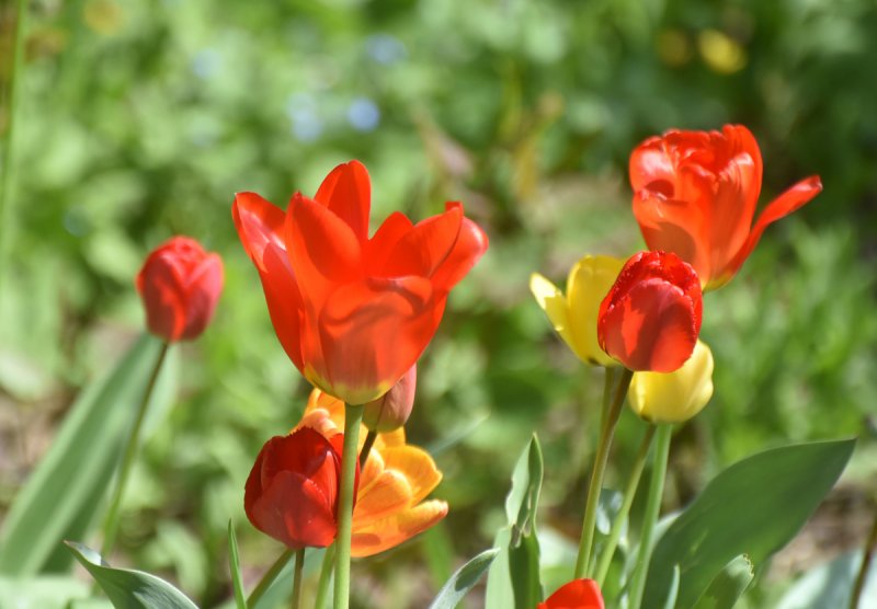 Весна в Ботаническом саду: тюльпаны, альпийская горка и невеста (фоторепортаж)