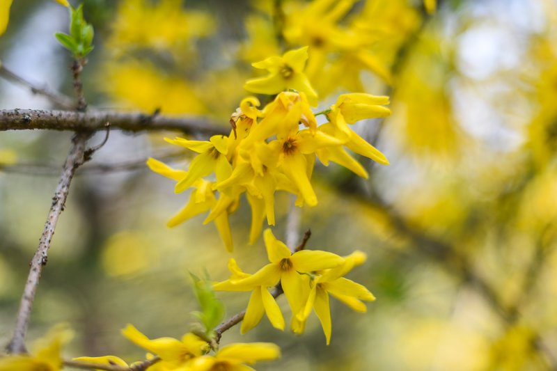 Весна в Ботаническом саду: тюльпаны, альпийская горка и невеста (фоторепортаж)