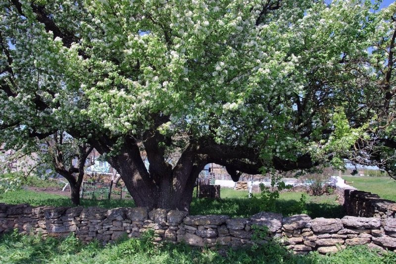 В Одесской области расцвела 300-летняя груша – самое старое дерево в регионе
