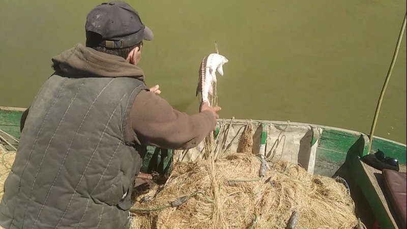 В Одесской области пограничники поймали браконьеров с краснокнижной севрюгой (фото)