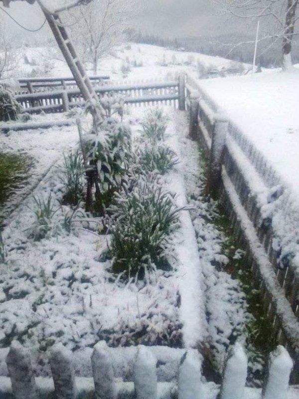 В Карпатах выпало 20 см снега (фото)