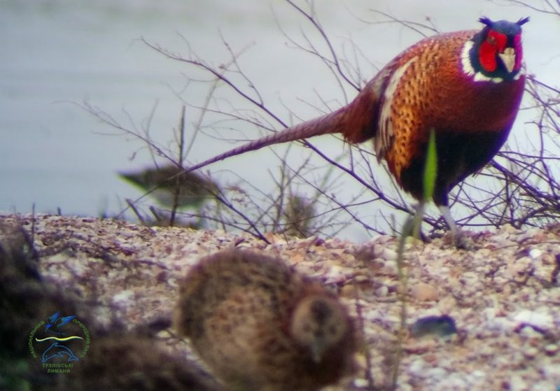 В Одесской области сфотографировали фазанов (фото)