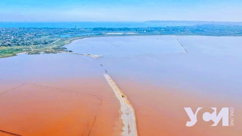 Куяльник становится розовым раньше времени (фото)