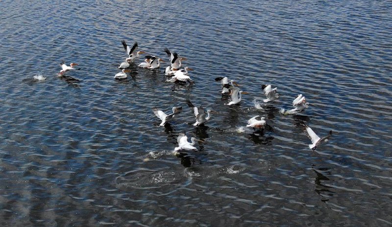 В украинской дельте Дуная подсчитали пеликанов (фоторепортаж)