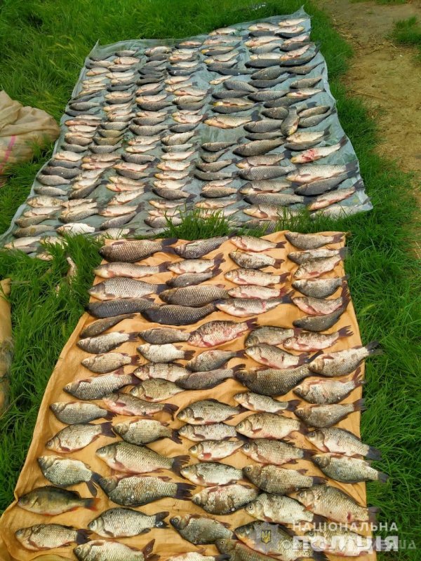 В Одесской области братья-браконьеры незаконно выловили 100 кг карасей (фото)