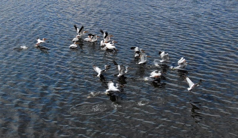 В Одесской области пересчитали пеликанов (фото)