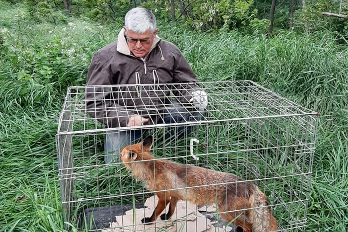 Директор Одесского зоопарка решил как поступить с лисицей-воровкой