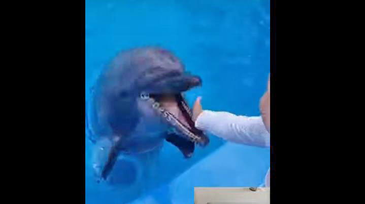 В одесском дельфинарии дельфин укусил ребенка (видео)