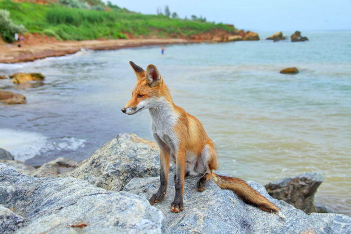 На пляже под Одессой поселились лисы – они не боятся людей (фото)