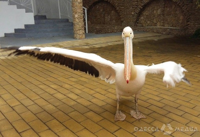 На частной базе отдыха в Одесской области незаконно содержат краснокнижного пеликана (фото)