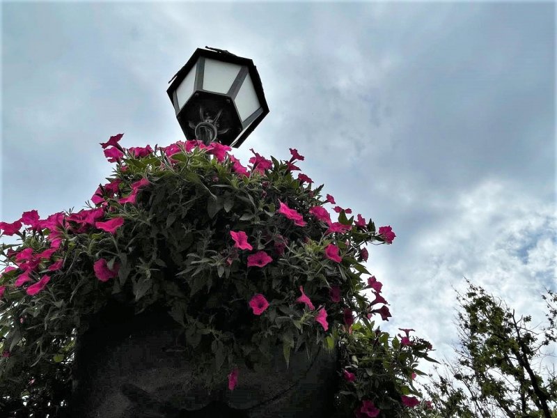 700 тысяч летников, 200 штук подвесных ваз и 86 тысяч кустов роз: озеленители украсили Одессу цветами (фоторепортаж)