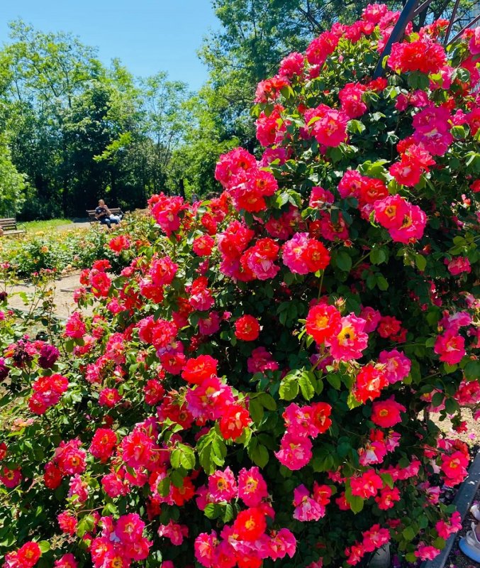 Арки из роз: в Одесском ботсаду сезон королевы цветов (фото)