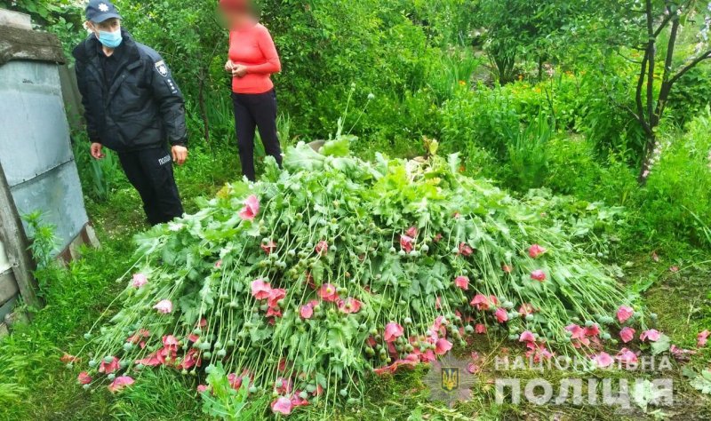 Жительница Одесской области «для себя» растила 300 кустов мака (фото)