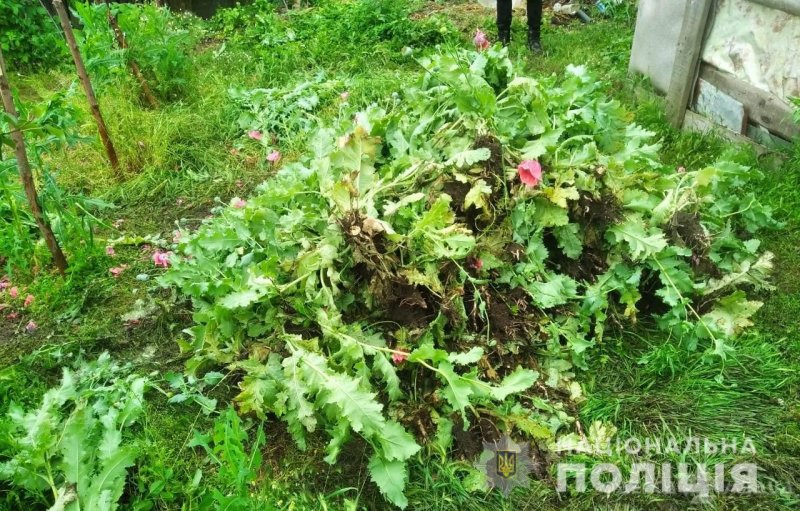 Жительница Одесской области «для себя» растила 300 кустов мака (фото)