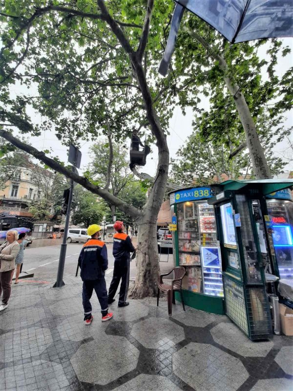 В центре Одессы с деревьев снимают фонарики и рекламу