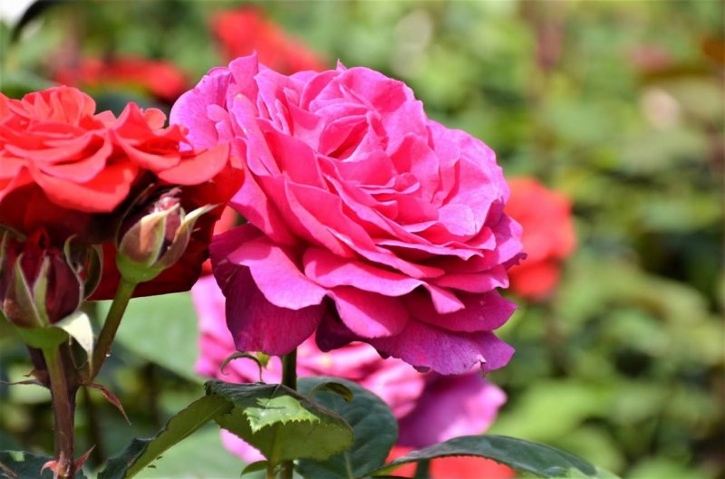 Возле одесского автовокзала украли 43 куста роз