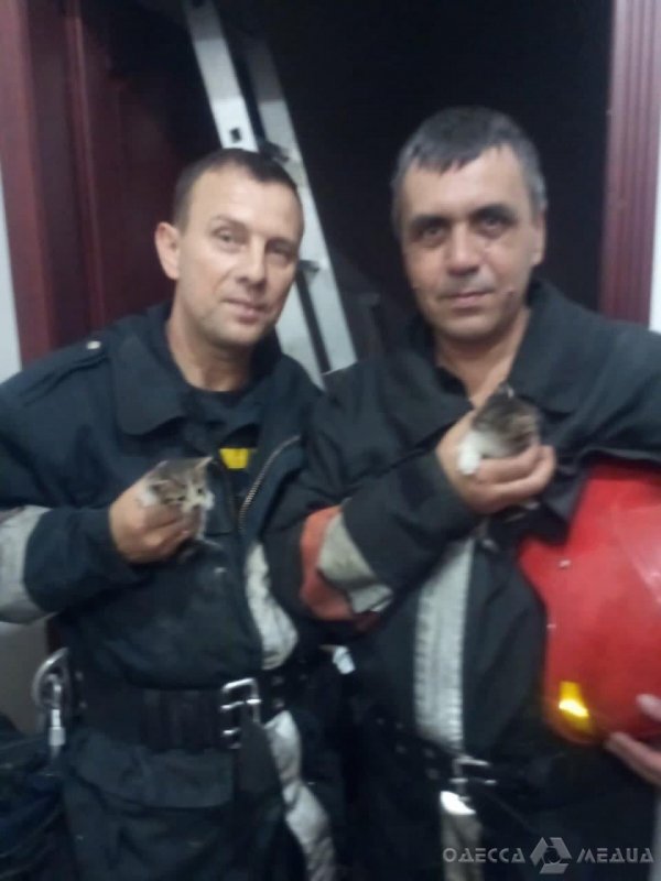 Добрые новости: в Одессе спасли котят, застрявших в досках на чердаке (фото)
