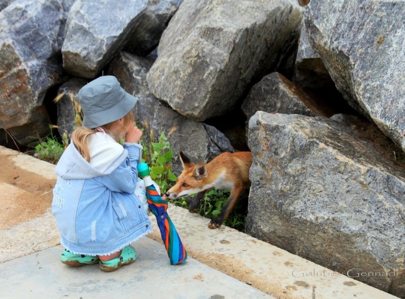 На пляже под Одессой поселились лисы – они не боятся людей (фото)