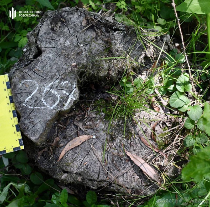 Прокуратура Одесской области: лесничий «не заметил» незаконную вырубку леса (фото)
