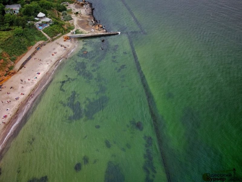 В Одессе “позеленело” море, но купаться можно