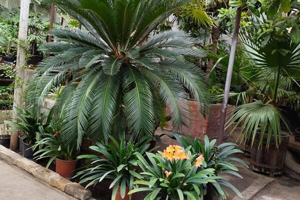 В Одессе расцвели экзотические тропические растения
