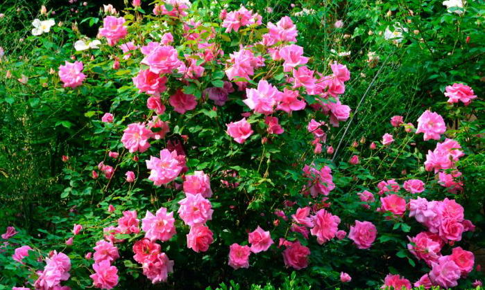 В Одессе украли 480 кустов роз