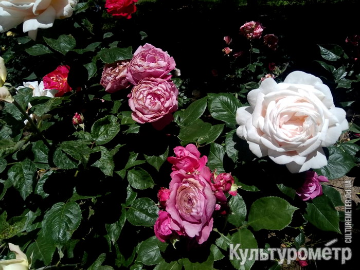 В Одессе украли 480 кустов роз