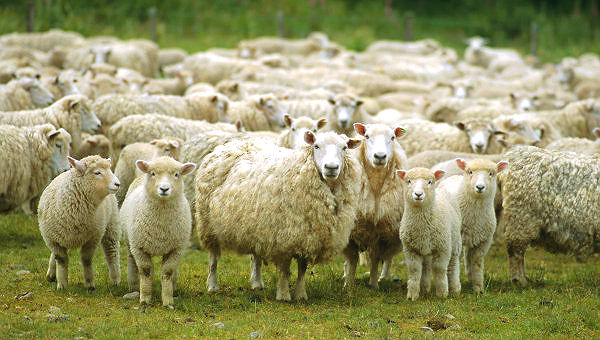 В Арцизе предлагают гонять овец по случаю юбилея города