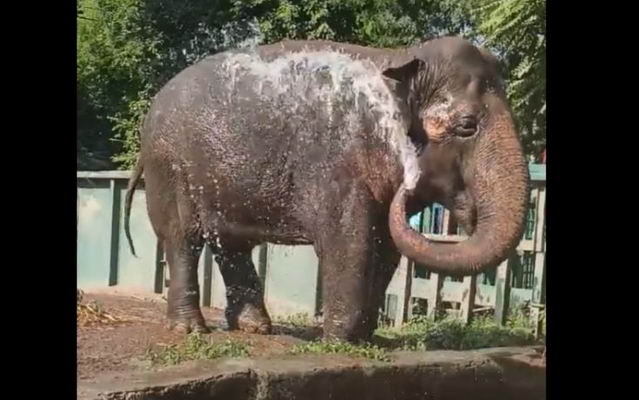 В Одесском зоопарке слониха Венди спасается от жары водными процедурами (видео)