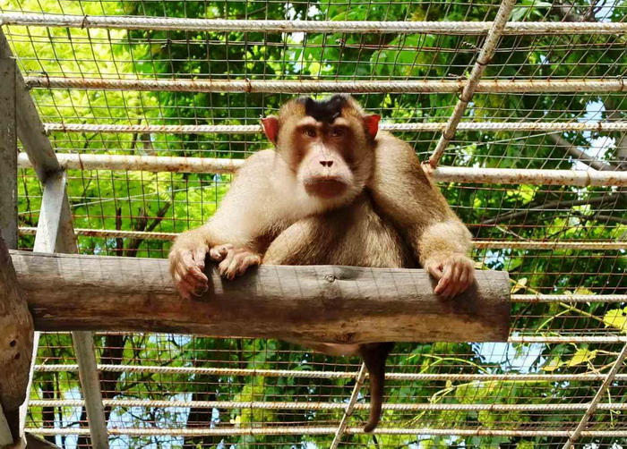 Директор одесского зоопарка переоделся в обезьяну