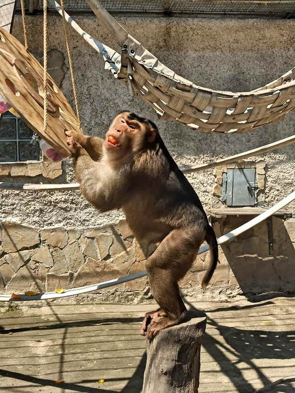 Директор одесского зоопарка переоделся в обезьяну