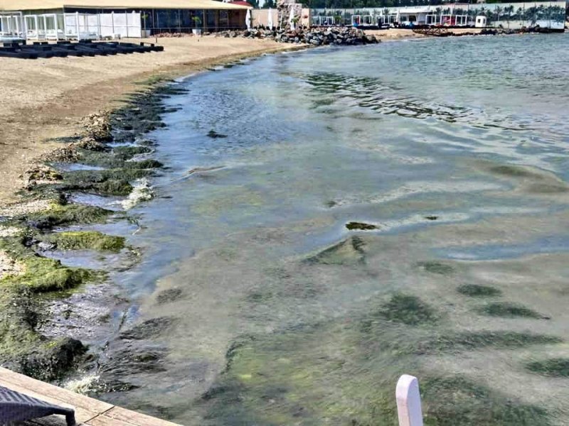 Одесские пляжи заполнили зелёные водоросли (фото)